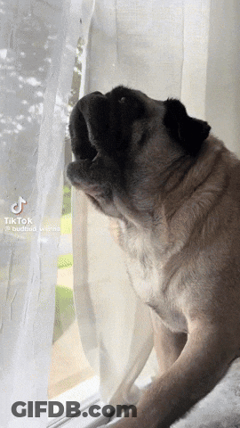 Pug Dog Looking Out Window TikTok GIF