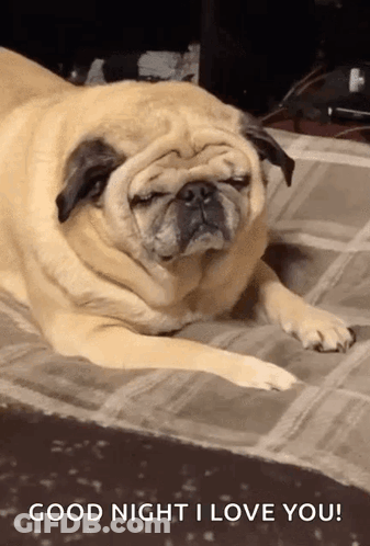 Pug Dog Lying On Floor With Eyes Closed GIF