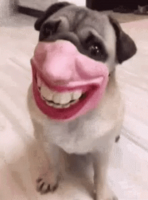 Pug Dog Mask Funny Face GIF