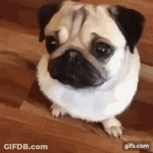 Pug Dog On Hind Legs Looking At Camera GIF