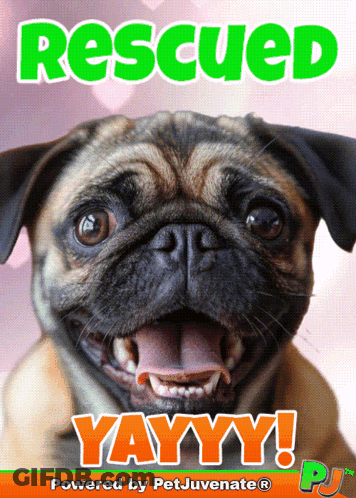 Pug Dog On Rescued Yay Poster GIF