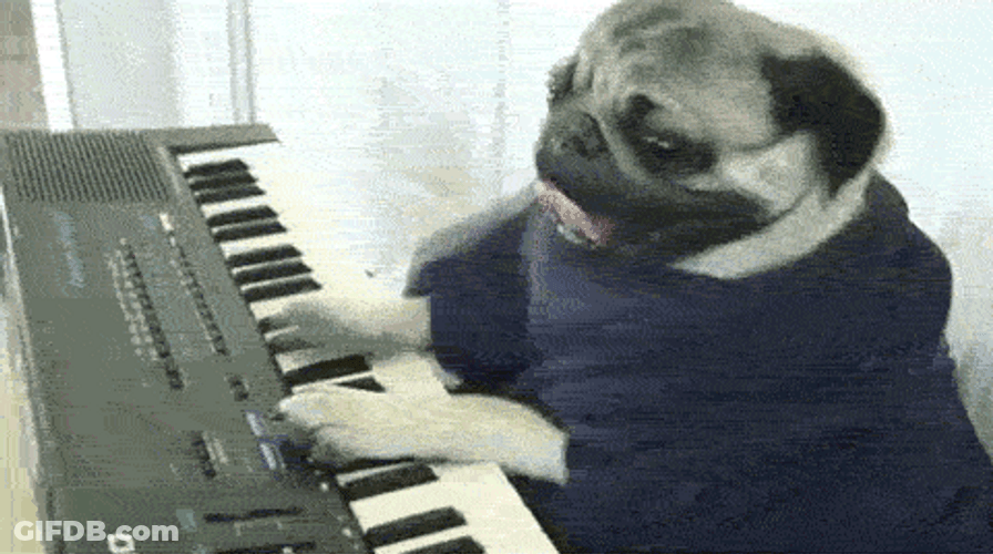Pug Dog Playing Piano GIF
