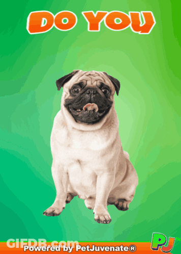 Pug Dog Saying Do You GIF