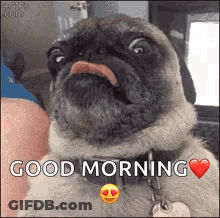 Pug Dog Saying Good Morning With Heart Collar GIF