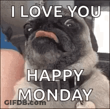 Pug Dog Saying I Love You GIF