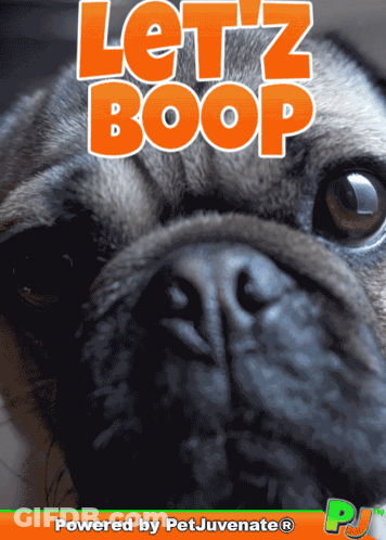 Pug Dog Saying Let 'Z Boop GIF