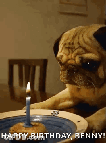 Pug Dog Sitting At Table With Cake And Candle GIF