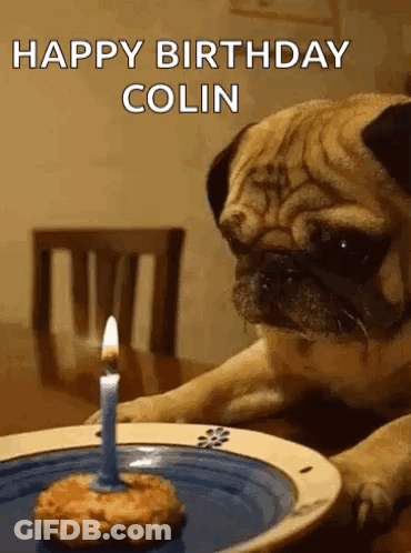 Pug Dog Sitting At Table With Candle On Plate GIF