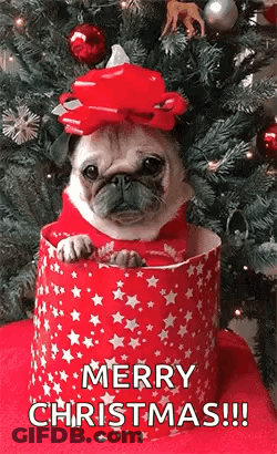 Pug Dog Sitting In Christmas Present Box GIF