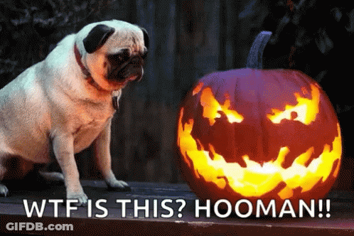 Pug Dog Sitting Next To Carved Halloween Pumpkin GIF