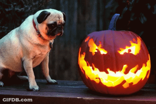 Pug Dog Sitting Next To Carved Pumpkin GIF