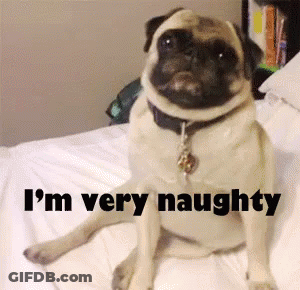 Pug Dog Sitting On Bed Saying I'm Very Naughty GIF