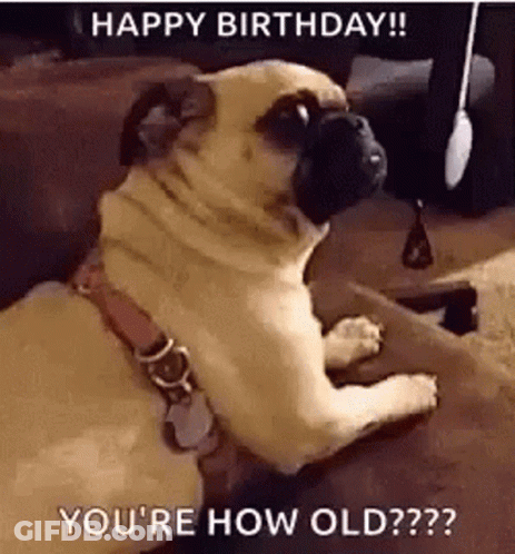 Pug Dog Sitting On Couch Looking At Camera Happy Birthday GIF