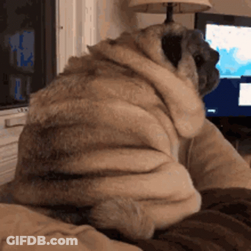 Pug Dog Sitting On Couch With Lamp And TV GIF