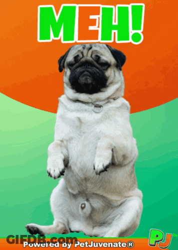 Pug Dog Sitting On Orange And Green Background Saying Meh GIF