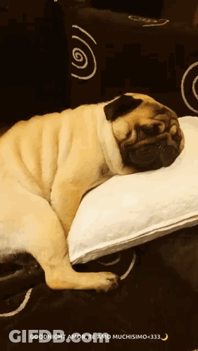 Pug Dog Sleeping White Pillow Goodnight Amor Te Amo Muchisimo GIF