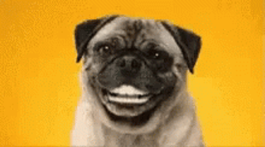 Pug Dog Smiling Hehe GIF