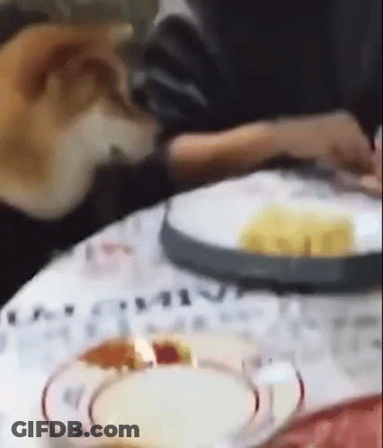 Pug Dog Smiling Saying I Don't Bite GIF