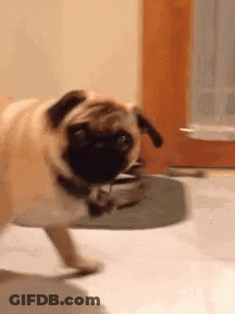 Pug Dog Standing GIF
