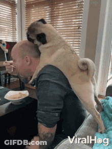 Pug Dog Standing On Man's Head GIF