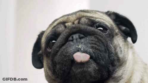 Pug Dog Sticking Tongue Out GIF