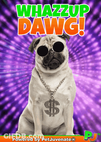 Pug Dog Sunglasses Dollar Sign Necklace Whazzup Dawg GIF