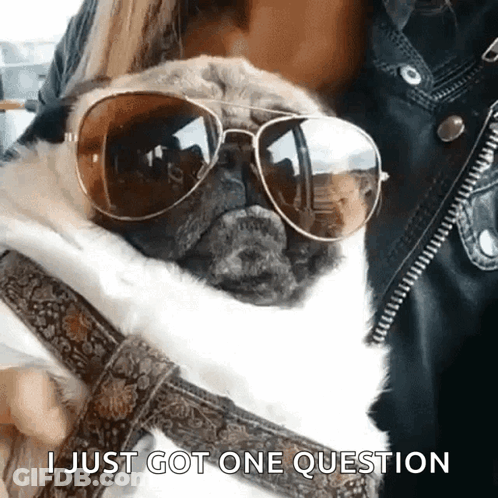Pug Dog Sunglasses Says I Just Got One Question GIF
