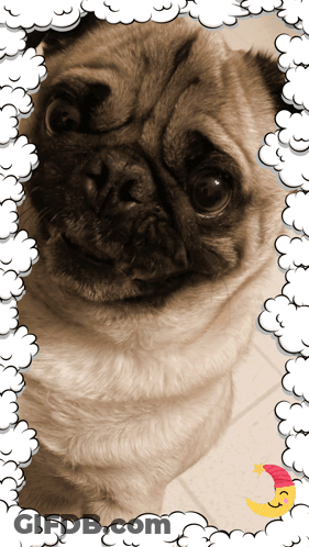 Pug Dog Surrounded By Clouds And Moon GIF
