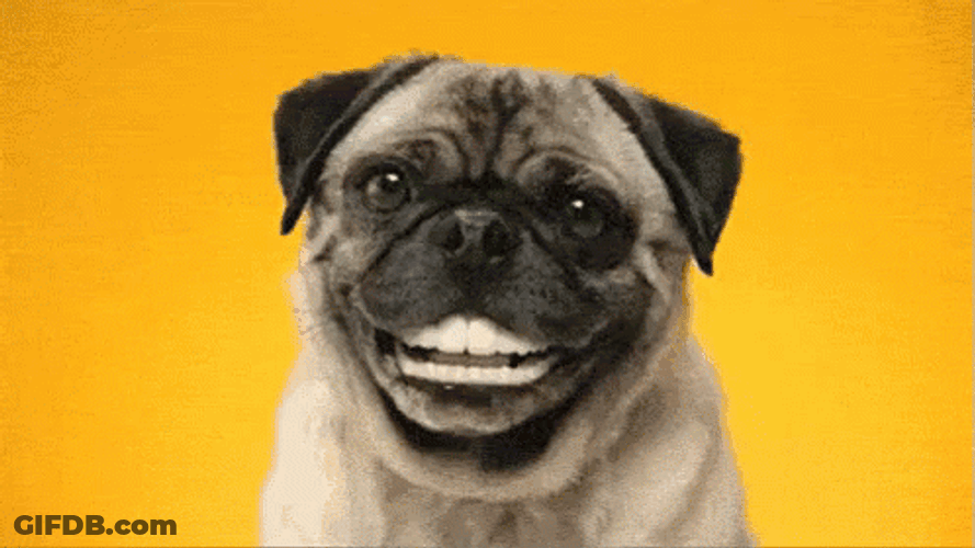 Pug Dog Teeth GIF