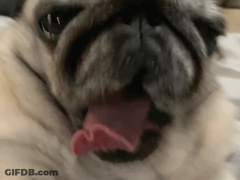 Pug Dog Tongue Out Mouth Open GIF