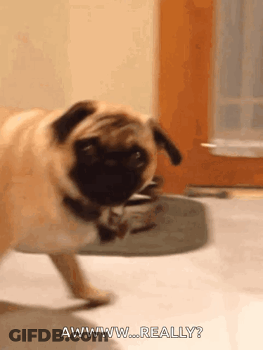 Pug Dog Walking Saying Awww Really GIF