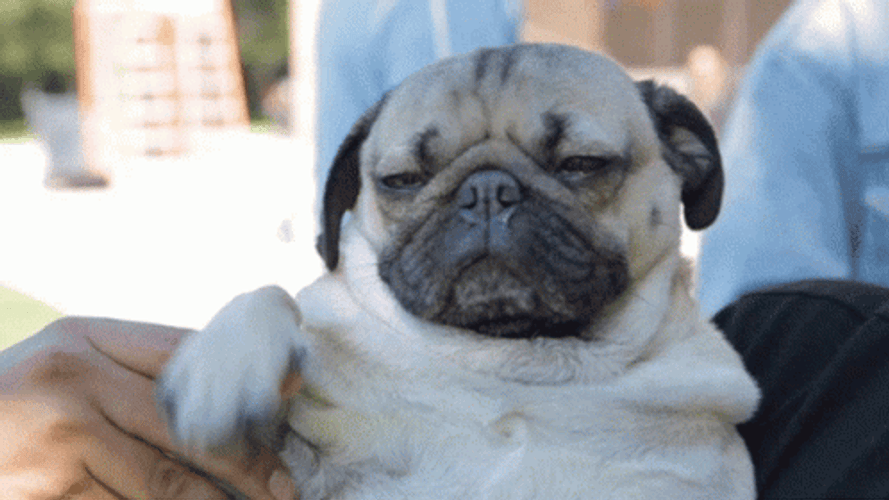 Pug Dog Waving Fast GIF