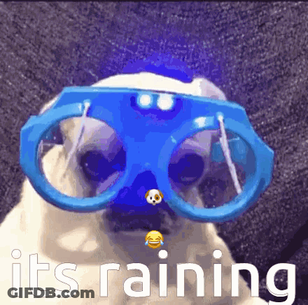 Pug Dog Wearing Blue Glasses Raining GIF