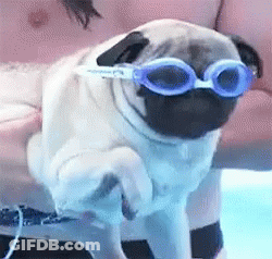 Pug Dog Wearing Blue Goggles GIF