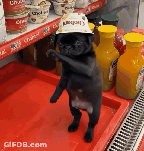 Pug Dog Wearing Chobani Hat With Chobani Display GIF