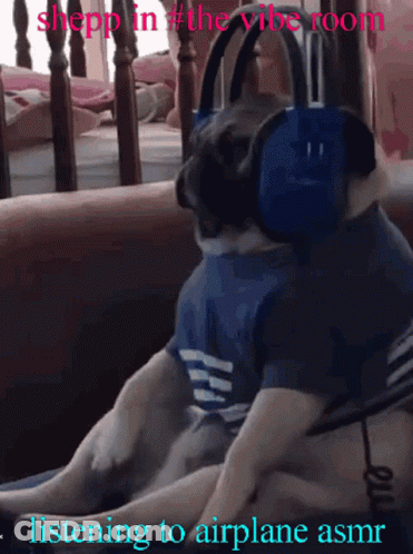 Pug Dog Wearing Headphones Listening To Airplane ASMR GIF