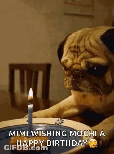 Pug Dog With Cake And Candle GIF
