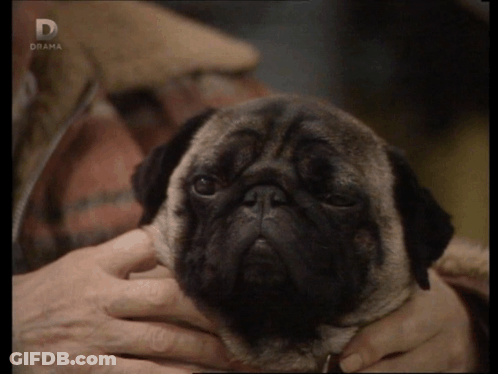 Pug Dog With D On Bottom Right GIF