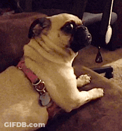 Pug Dog With Pink Collar Sitting GIF