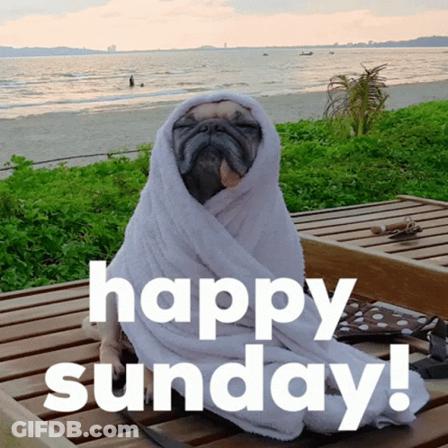 Pug Dog Wrapped In White Towel Happy Sunday GIF