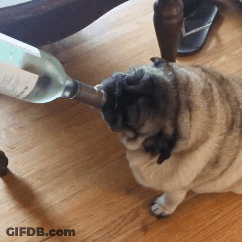 Pug Drinking From Bottle Labeled A GIF