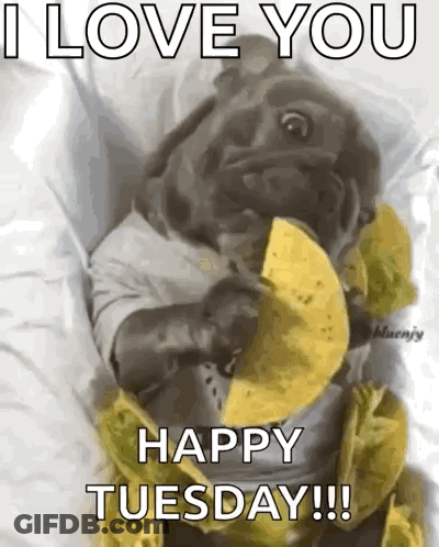 Pug Eating Taco Saying I Love You Happy Tuesday GIF