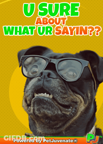 Pug Glasses Saying U Sure About What Ur Sayin GIF