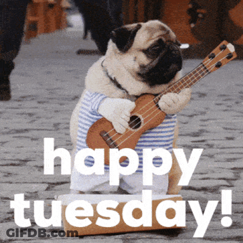 Pug Happy Tuesday GIF