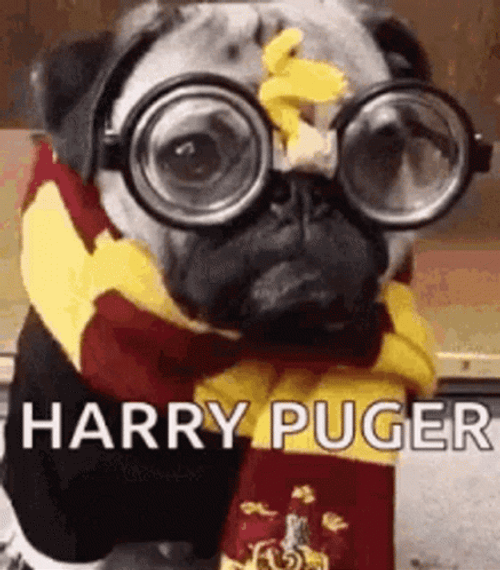 Pug Harry Pugger Cosplay GIF