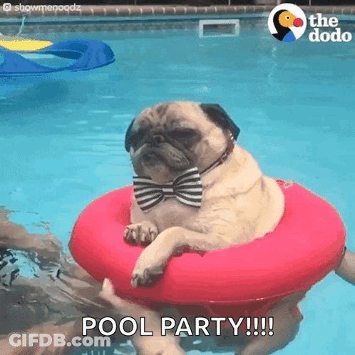 Pug In Bow Tie Floating Pool GIF