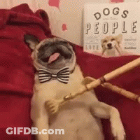 Pug In Bow Tie On Bed With Dog Book GIF