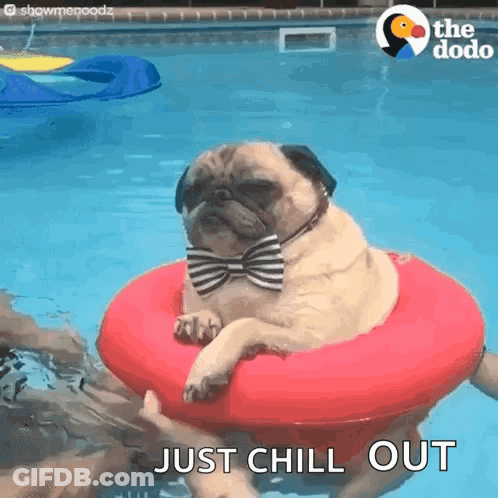 Pug In Bow Tie On Red Pool Float GIF