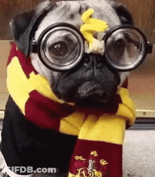 Pug In Gryffindor Outfit GIF