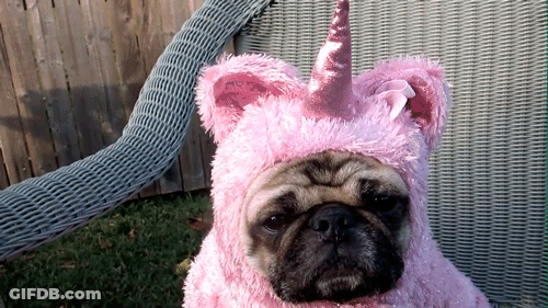 Pug In Pink Unicorn Costume GIF